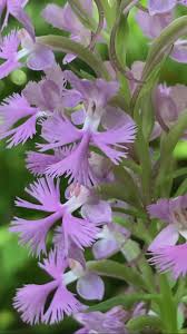 Image result for Platanthera psycodes