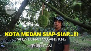 Di indonesia sendiri, durian musang king masih terbilang langka. Kota Medan Siap Siap Panen Durian Musang King Dan Duri Hitam Youtube
