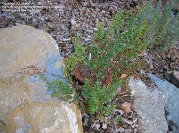 Image result for Cheilanthes quadripinnata