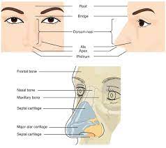 Respiratory System Anatomy Anatomy And Physiology Respiratory System