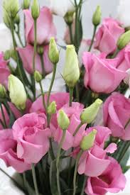 Pin De Michelle Mcferran En Flowers Flores Bonitas Rosas Flores