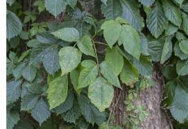 We did not find results for: Poison Ivy Can Be Found In Backyards And Home Gardens Chicago Tribune