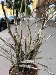 Image result for Euphorbia platycephala