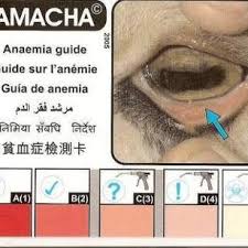13 Famacha Eye Charts For Identification Of Anaemia In