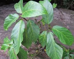 Image result for Hymenodictyon austro-africanum