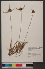 Image result for Pycreus polystachyos