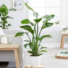 Large Bird Of Paradise Plant For Sale Uk Strelitzia Nicolai Giant White Bird Of Paradise Wild Banana With Images Birds Of Paradise Plant Crocus Plants Indoor Plants