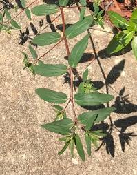 Image result for Euphorbia hyssopifolia