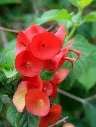 Holmskioldia Sanguinea Red Chinese Mandarin Hat Rare Tropical Plant 5 Tropical Flower Plants Plants Rare Flowers