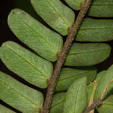 Image result for Cathormion