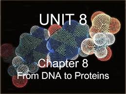 Why do you think scientists call the phosphate group and the. Unit 8 Chapter 8 From Dna To