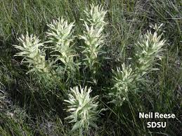 Image result for Scrophulariaceae