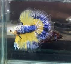 Pin Oleh Bandung Betta Fish Di A New Halfmoon Betta Ohm
