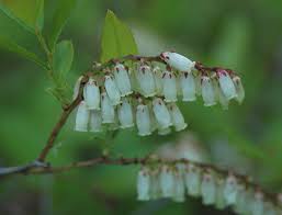 Image result for Bambekea racemosa