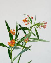 Image result for Asclepias curassavica