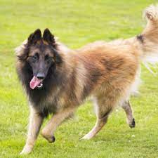 The belgian tervuren is a breed of dog named after a town in belgium. Belgian Tervuren Grooming Bathing And Care Espree