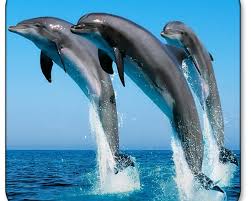 And it isn't always easy. Dolphin Live Wallpaper Android Free Download Dolphin Live Wallpaper App Best Live Wallpapers Free
