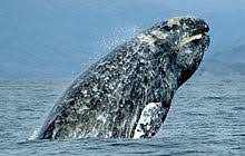 Gray Whale Wikipedia