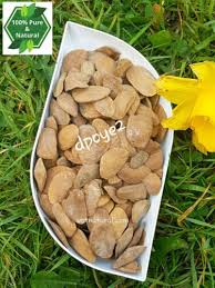 Image result for Hunteria umbellata