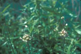 Image result for Alliaceae