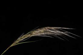 Image result for Stipagrostis hirtigluma