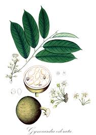 Image result for Achariaceae