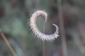 Image result for Ctenium