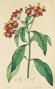 Pin On Milkweed