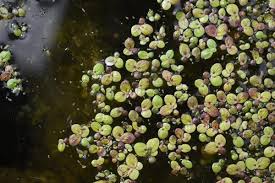 Image result for Spirodela polyrrhiza