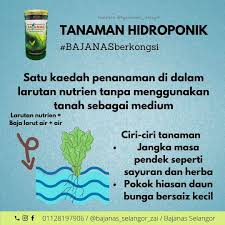 Simak metode penanaman jenis sayuran dengan hidroponik! Tanaman Hidroponik Teknik Ini Bajanas Selangor Facebook