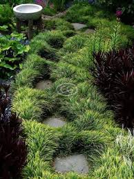 Image result for Ophiopogon