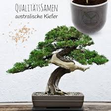This is a complete gardening set which includes soil. Bonsai Starter Kit Australischen Kiefer Grow2go Online Kaufen Bei Gartner Potschke
