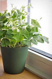 Feb 06, 2020 · how do i care for my shamrock plant? Shamrock Plant Care How To Grow Happy Go Lucky Oxalis Indoors