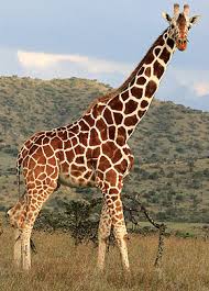 Maybe you would like to learn more about one of these? Tallest Mammal In The World Animal Blog For Kids