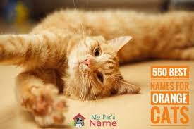 While he isn't necessarily a ginger tabby, he is a strong lion and his name also symbolizes that. Over 550 Best Names For Orange Cats Pumpkin Marmalade Rusty Ginger My Pet S Name