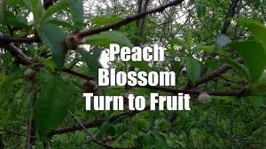 Dwarf varieties can produce fruit a year sooner (1 to 3 years after planting). Peach Flowers To Fruit Now What Youtube