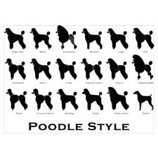 Poodle Styles Black Throw Blanket By Pawpic Designs Dog