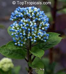 Image result for Hyparrhenia dichroa