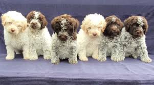 We have kept the lagotto romagnolo breed for a number of years & there are many incavale lagottos competing in. W 4ndqkqsweh8m