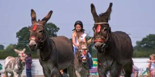 Check spelling or type a new query. Can You Ride A Donkey How To Train Them For Riding Equine Desire