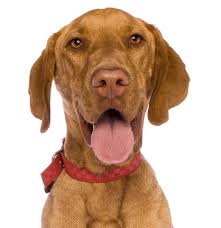 Akc registered female vizsla puppies,2 girls available, they are current on vaccines and wormings, they have had their tails docked and dew claws removed…. Vizsla Puppies For Sale Adoptapet Com