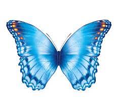 Maybe you would like to learn more about one of these? Gifs Beautiful Butterflies 120 Pieces Of Animated Pictures