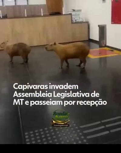 E pela calma da pessoa filmando n&atilde;o deve ser a primeira vez