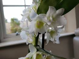 are orchids good gifts smart garden