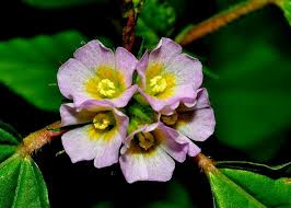 Image result for Melochia corchorifolia