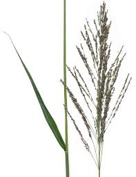 Image result for Panicum maximum