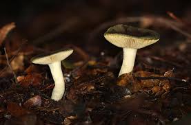 Image result for Russula vinacea