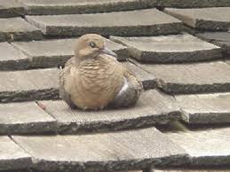 Easy Ways To Keep Birds Away From Your Home
