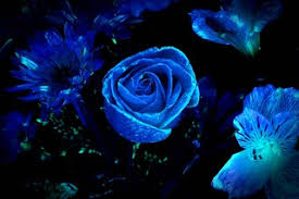 Use them in commercial designs under lifetime, perpetual & worldwide rights. Dark Blue Flowers Tumblr Wallpaper High Quality Dark Blue Flickr