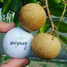 Pokok boleh kena hujan dan panas. Pokok Buah Longan Pingpong Shopee Malaysia